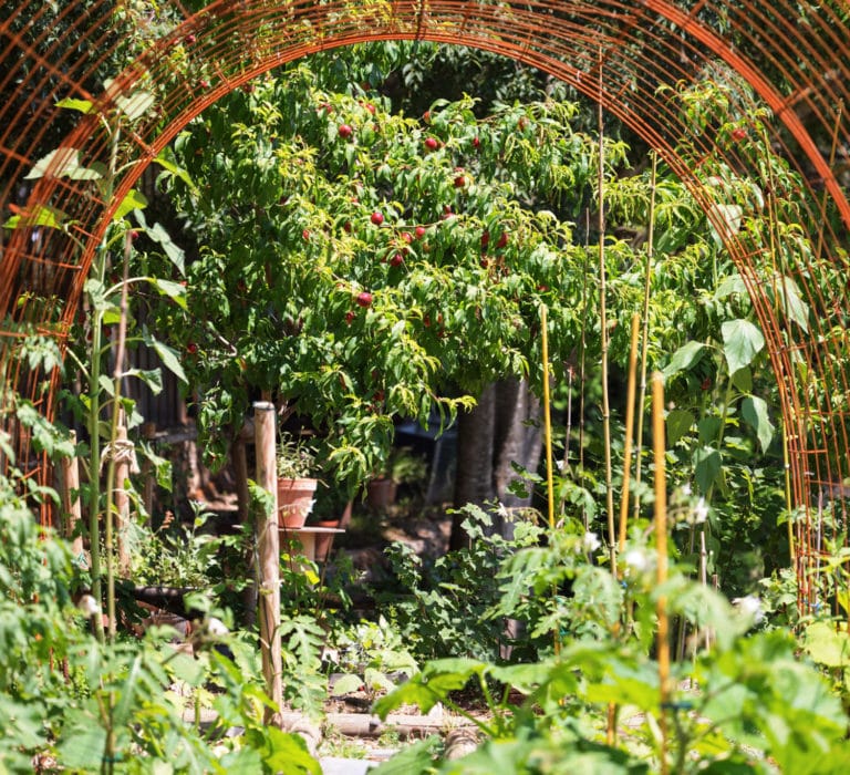 jardin-secret-cuisine-potager-2-ete-2023
