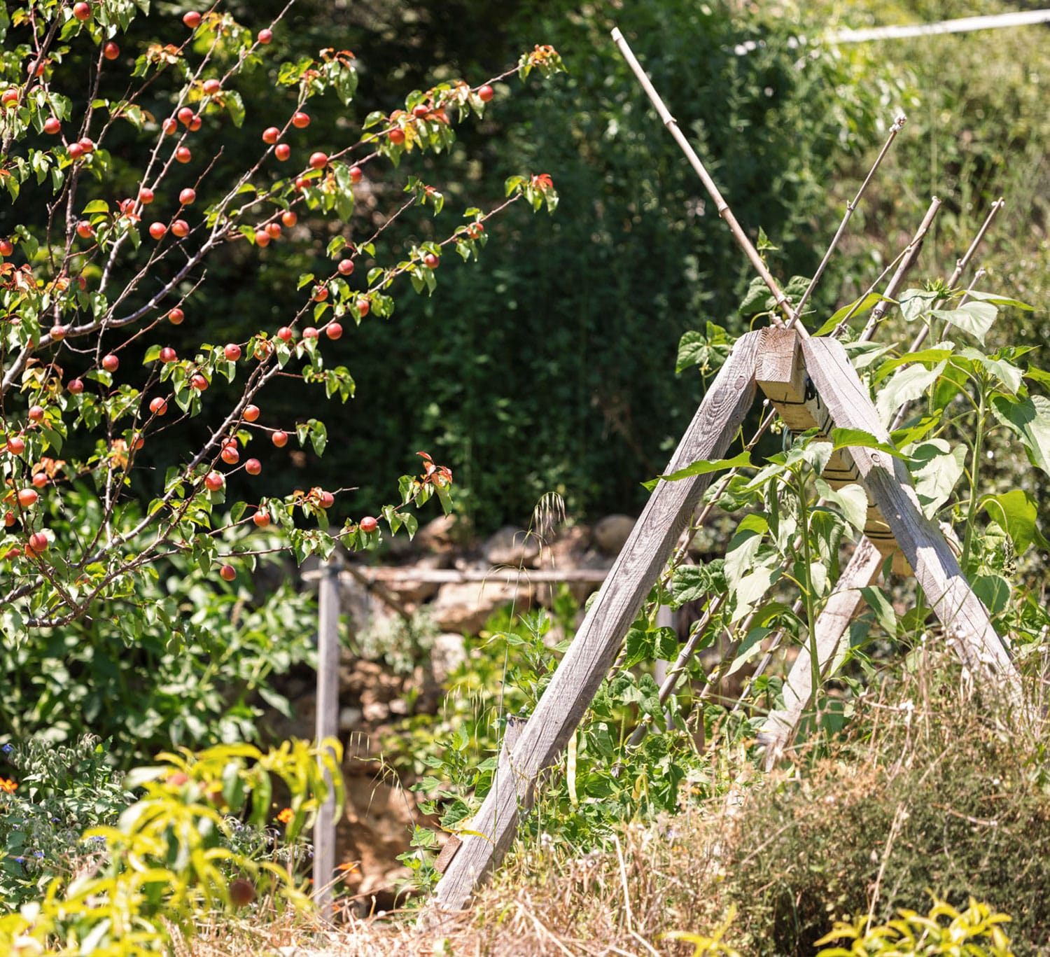 jardin-secret-cuisine-potager-3-ete-2023