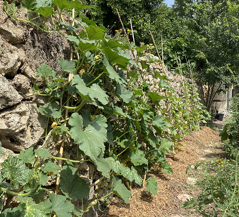 potager