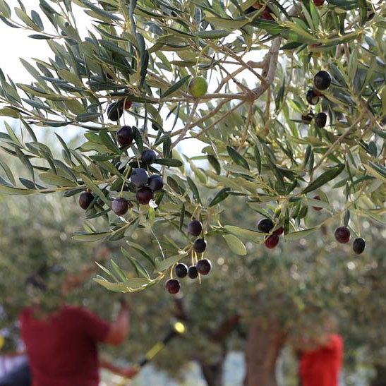 Récolte des olives