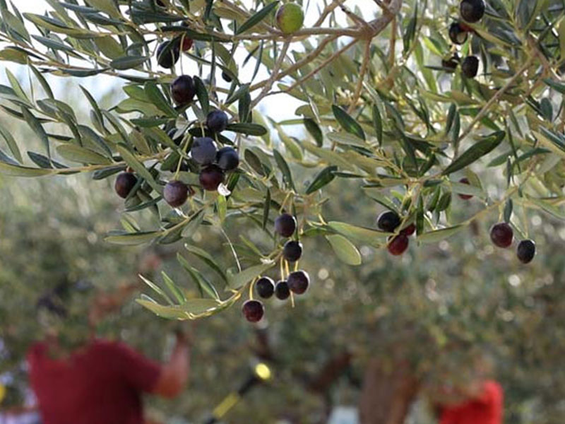 Récolte des olives