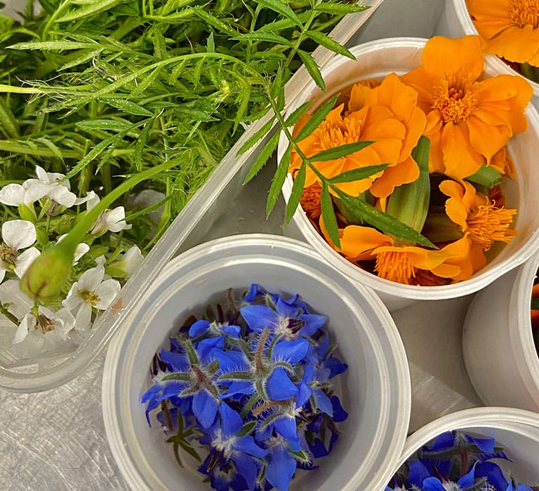 fleurs-comestibles