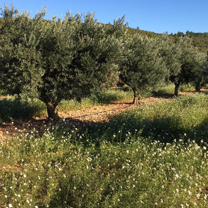 Domaines oléicoles / Olive groves