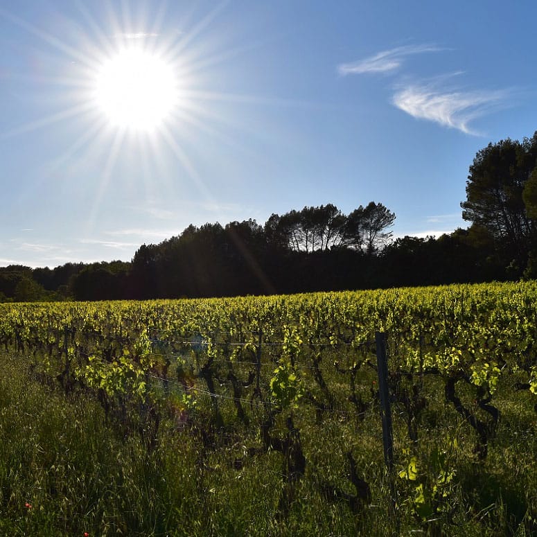 Domaines viticoles / Wineries