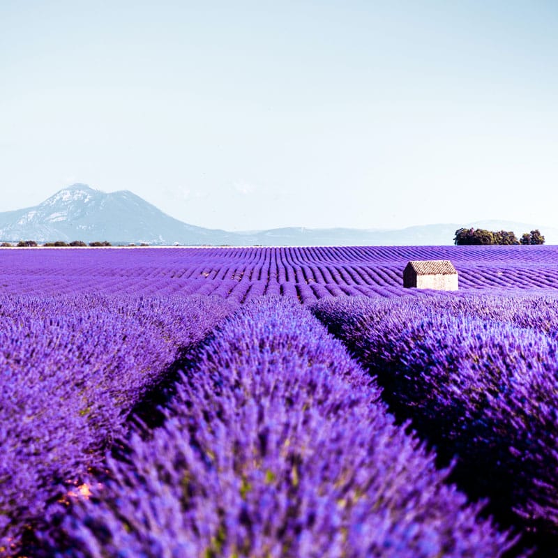 Plateau de Valensole