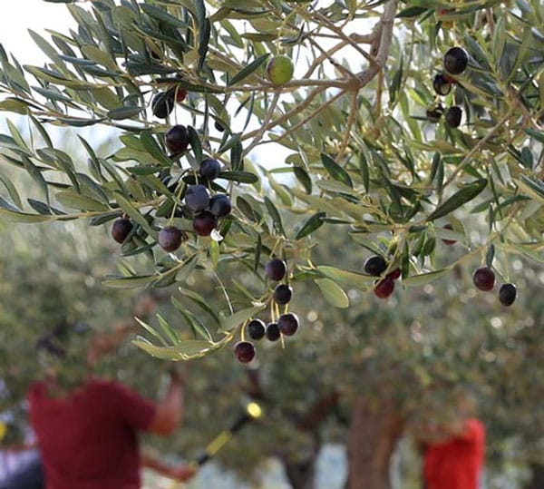 Récolte des olives / Olive harvest