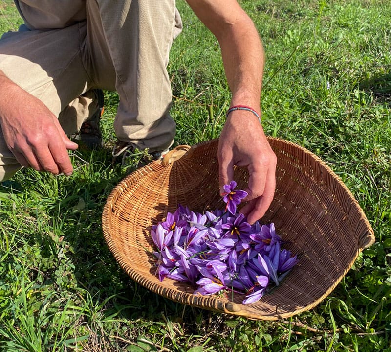Récolte du safran / Saffron harvest
