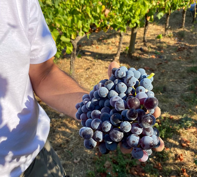 Vendange à la main / Hand harvesting