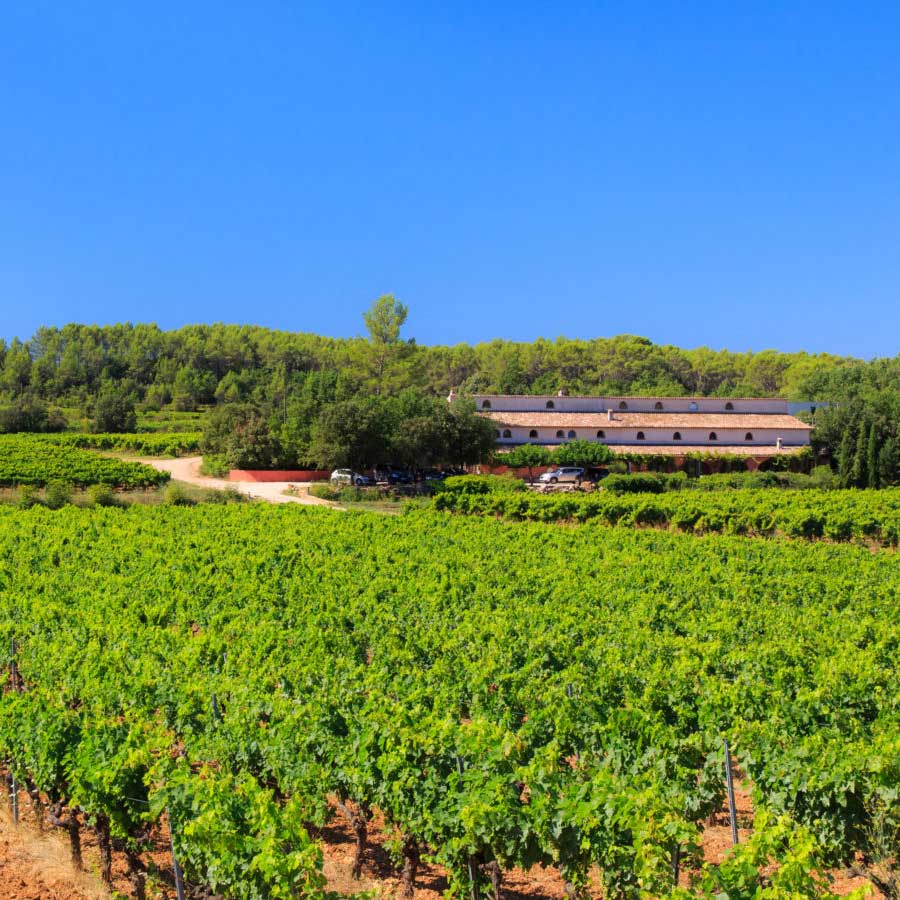 Dégustation au Château Carpe Diem à Cotignac