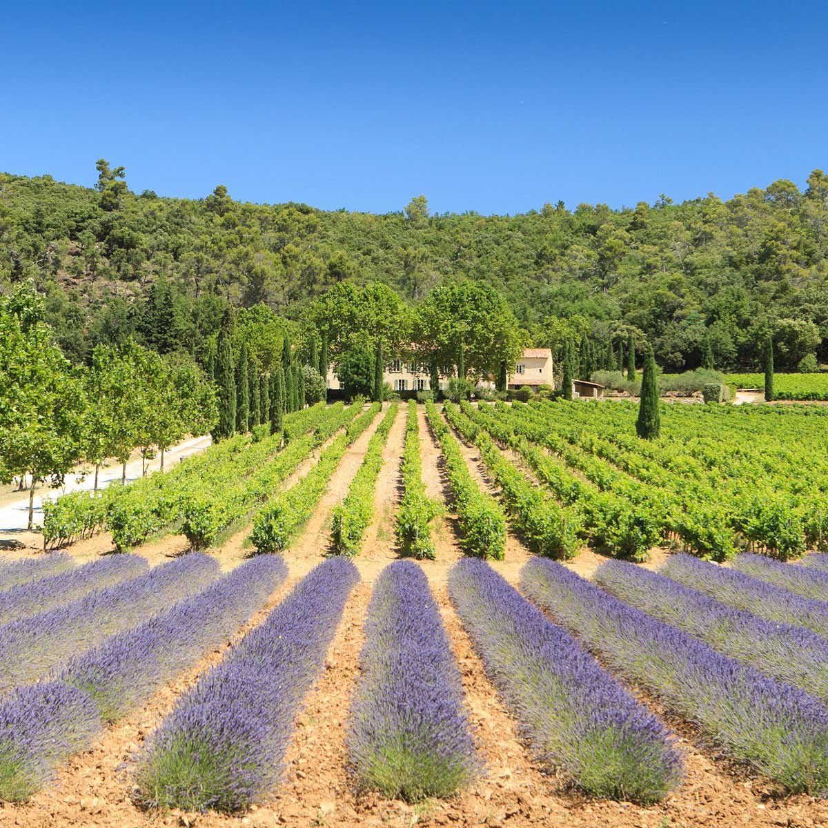 Dégustation au Château La Calisse à Ponteves