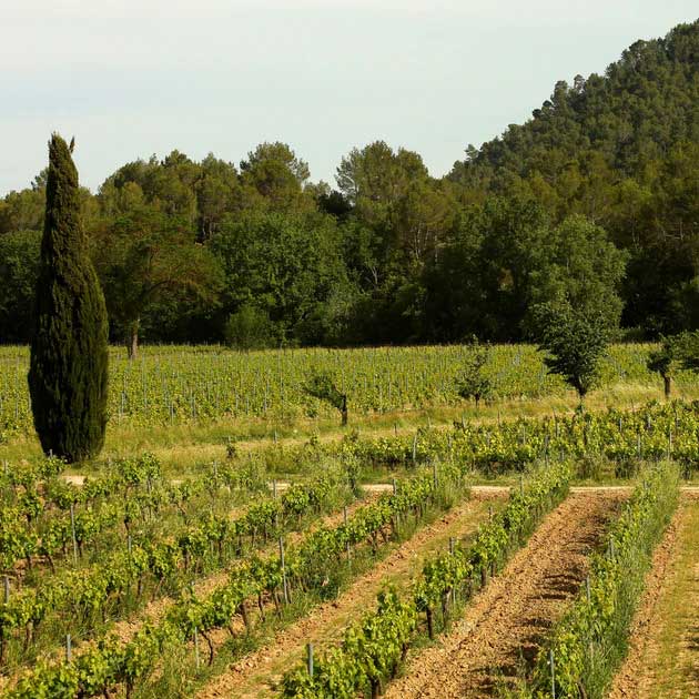 Dégustation au Domaine Aspras à Correns ​