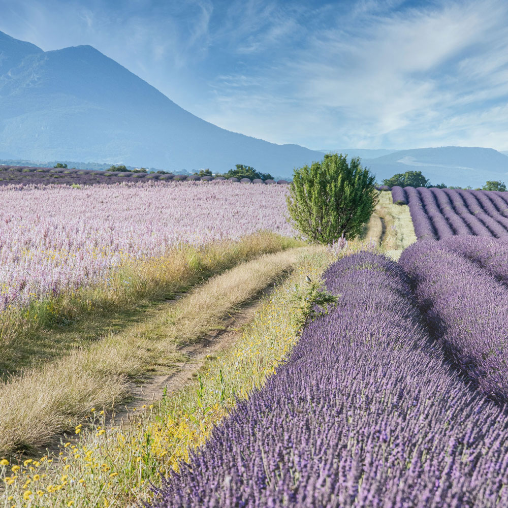 7-jours-en-provence-verte-haut-var-valensole