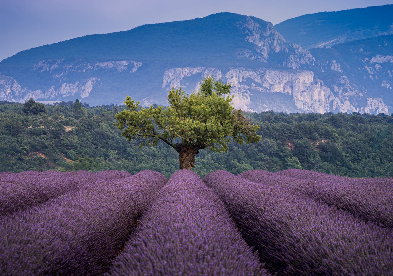 pexels-le-sixieme-reve-462544708-29042111