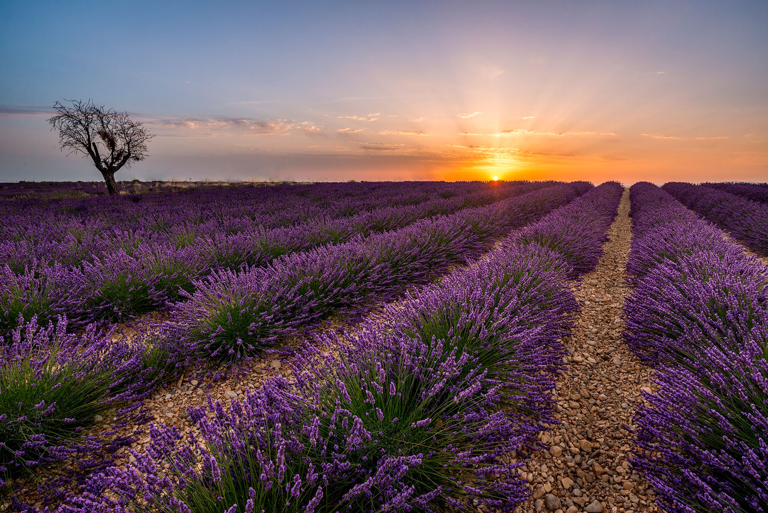 © Lavender fileds in Valensole, Nuno Alves, CC 4.0