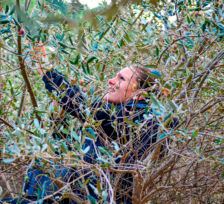 recolte-olive-1