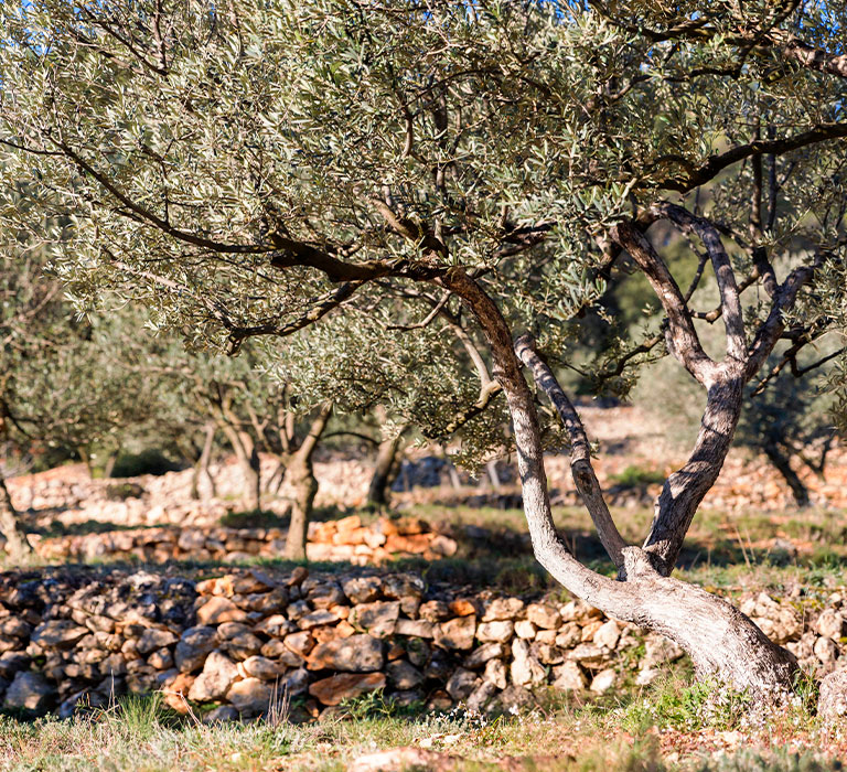 recolte-olive-3