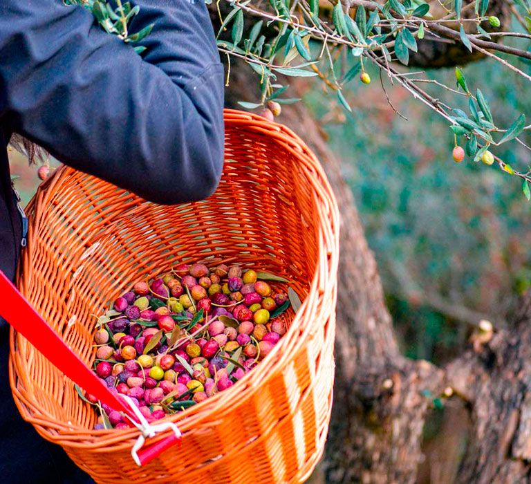 recolte-olive-5