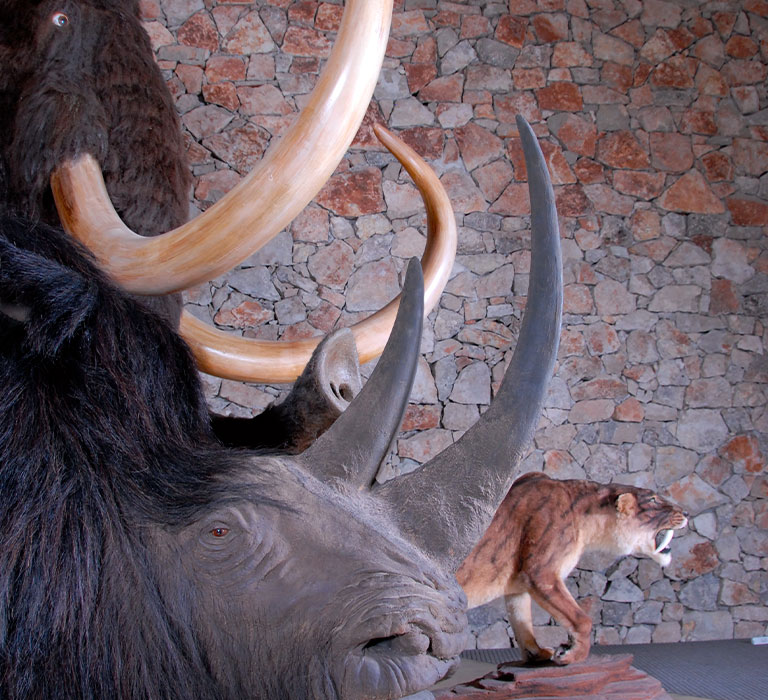 Musée de Préhistoire des gorges du Verdon