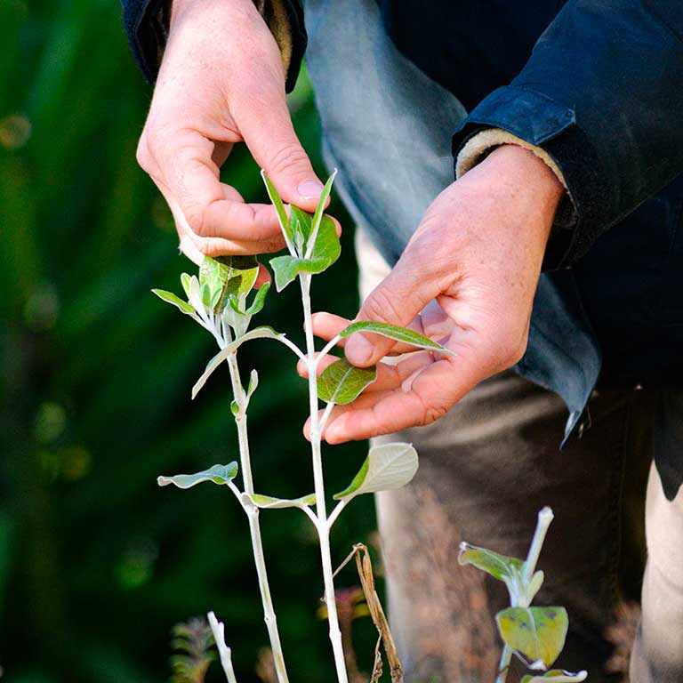 Balade Botanique / Botanical Walk