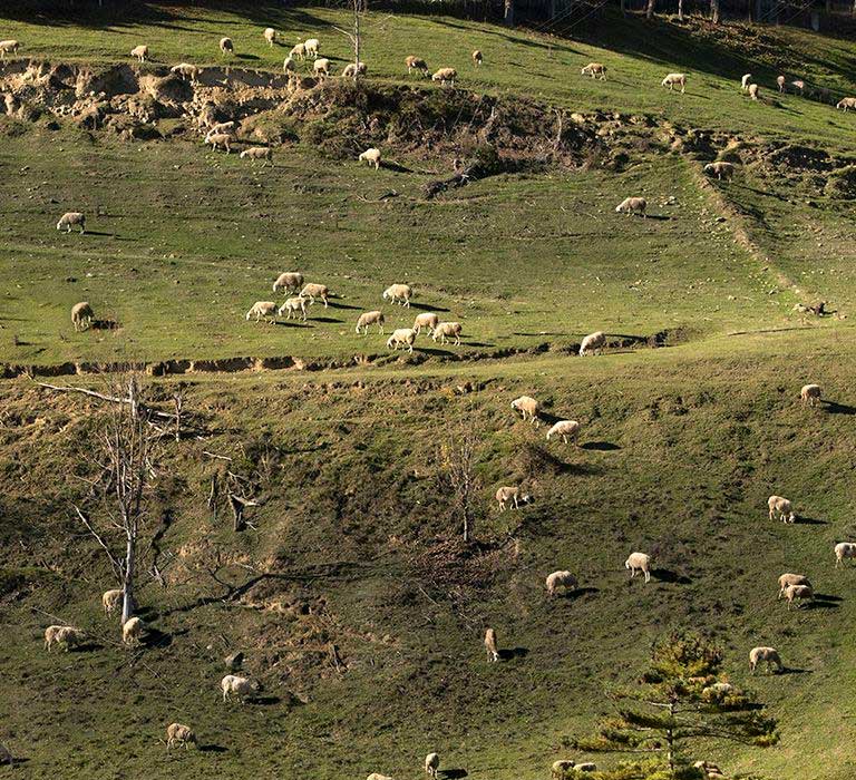Murazzano AOP de la famille Chiesa
