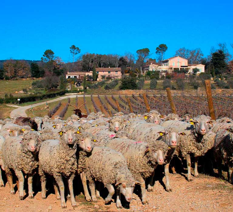Château Carpe Diem à Cotignac
