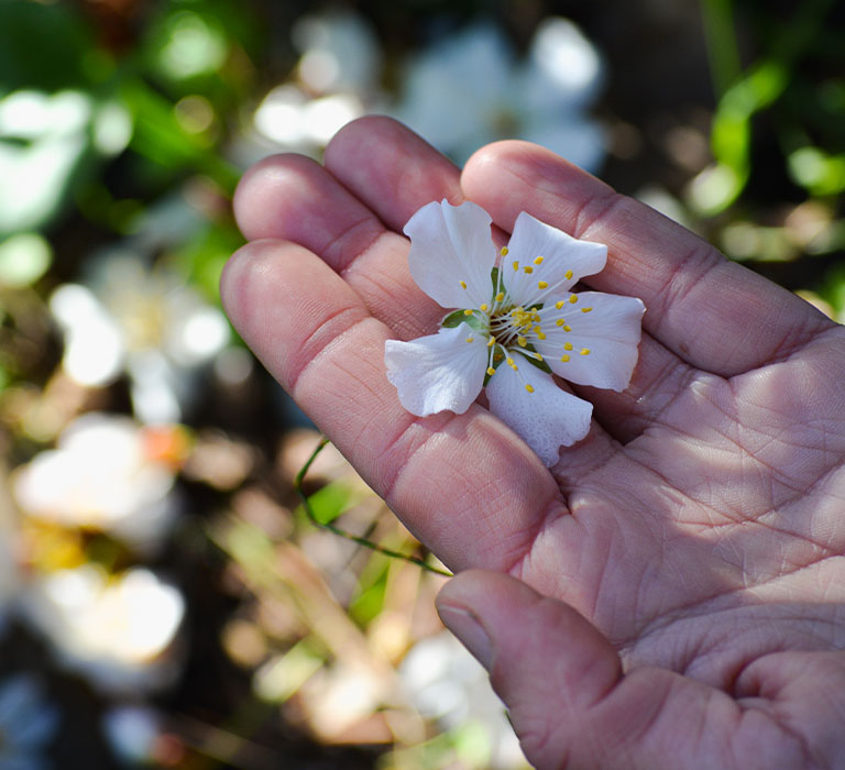 Balade botanique avec Vera dans les jardins du domaine de Lou Calen : découverte d'une fleurs sauvages